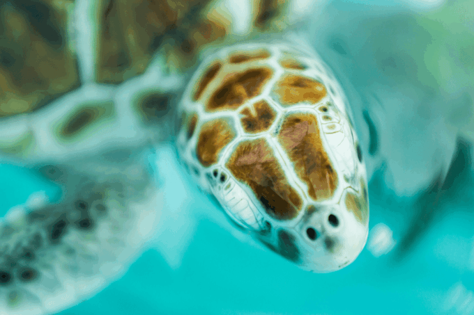 Isla Mujeres: Premium All Inclusive Catamaran Yatch - Suitability and Restrictions