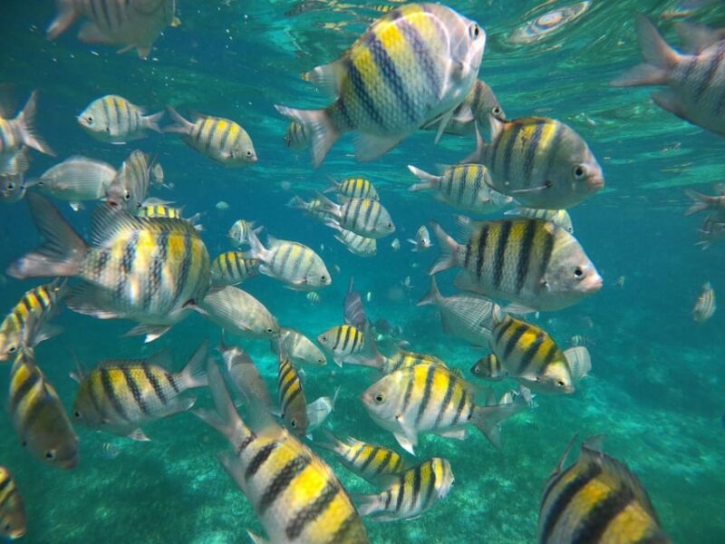 Isla Mujeres: Snorkeling Adventure at the Underwater Museum - Customer Feedback