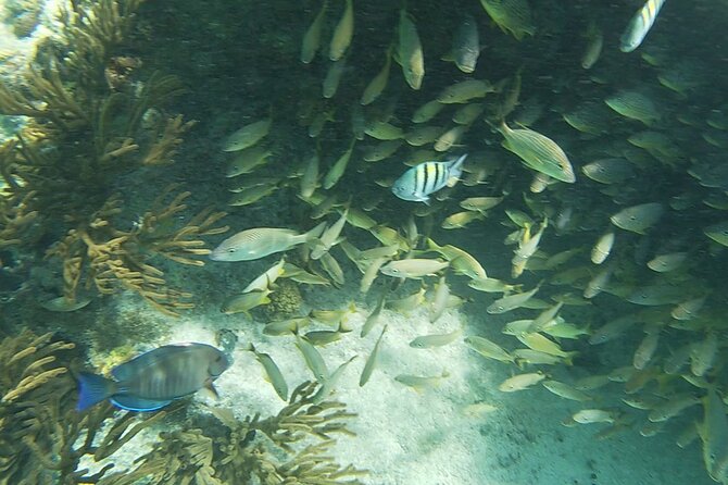 Isla Mujeres Snorkeling Adventure at the Underwater Museum - Marine Life and Highlights