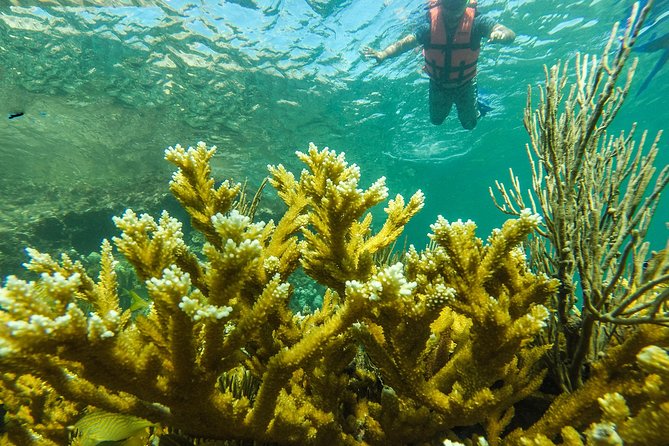 Isla Mujeres Snorkeling Tour Adventure - Snorkeling Highlights