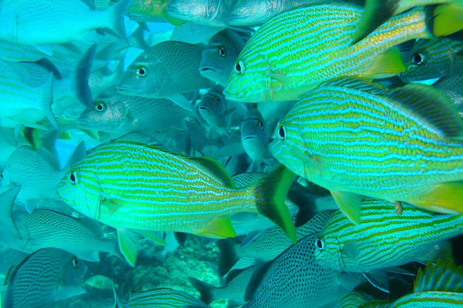 Isla Mujeres Snorkeling Tour - Accessibility and Health