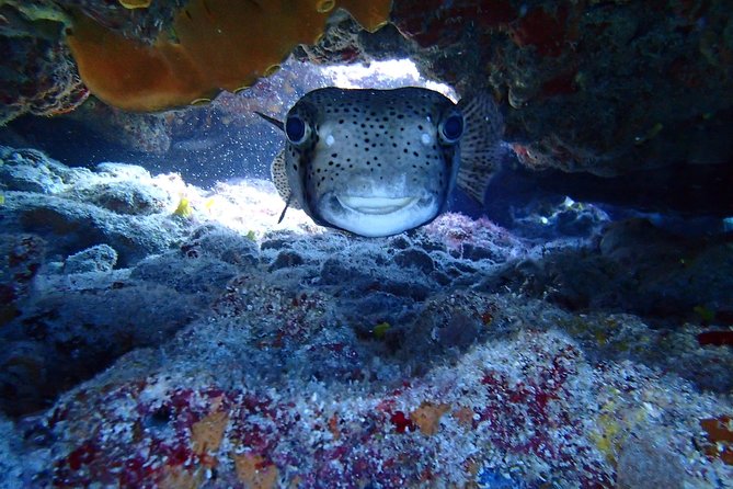 Isla Mujeres Snorkeling Tour - Booking and Cancellation