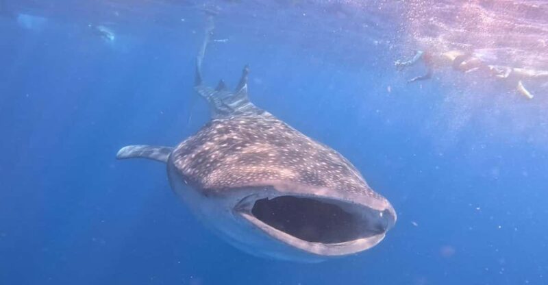 Isla Mujeres - Whale Shark and Manta Ray Snorkeling - Key Points