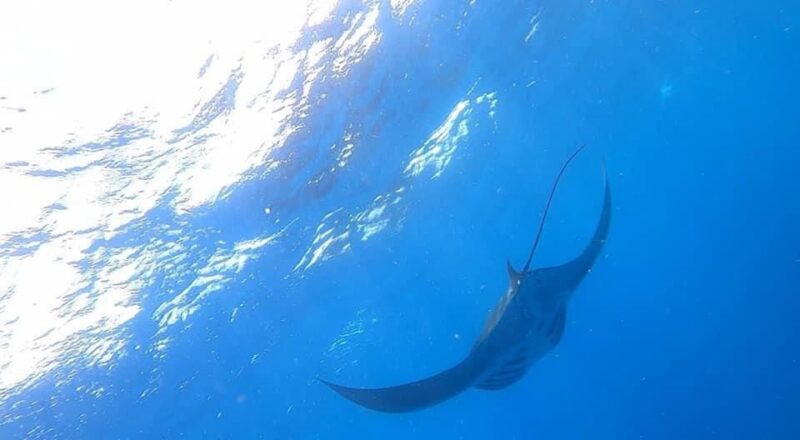 Isla Mujeres - Whale Shark and Manta Ray Snorkeling - Itinerary Details