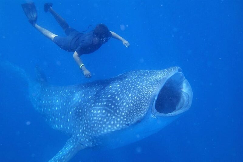 Isla Mujeres - Whale Shark and Manta Ray Snorkeling - Whale Shark Experience