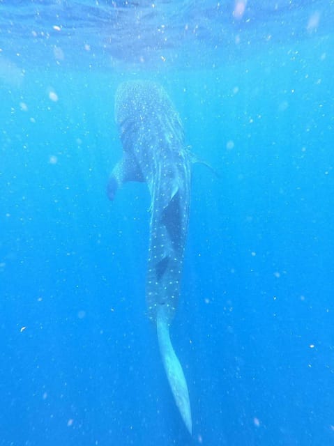 Isla Mujeres - Whale Shark and Manta Ray Snorkeling - Booking Information