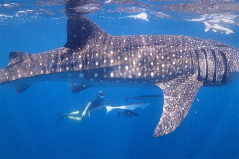 Isla Mujeres - Whale Shark and Manta Ray Snorkeling - Cancellation Policy