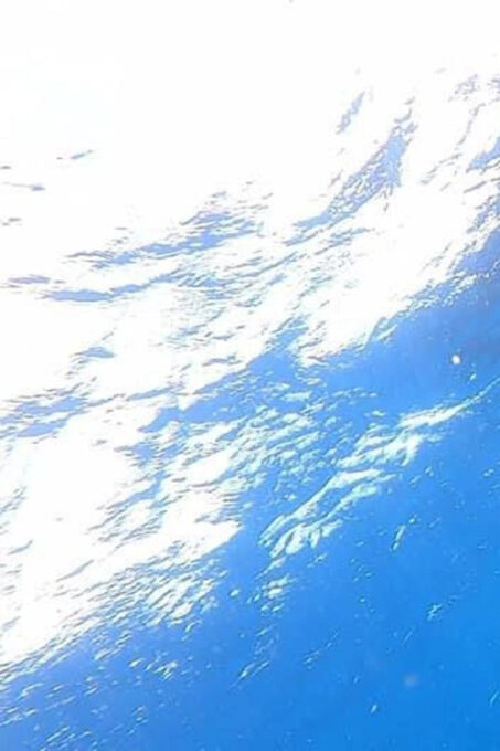 Isla Mujeres - Whale Shark and Manta Ray Snorkeling - What to Expect