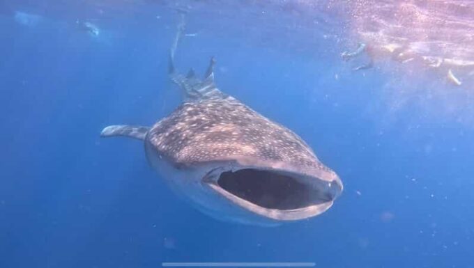 Isla Mujeres - Whale Shark and Manta Ray Snorkeling - Frequently Asked Questions