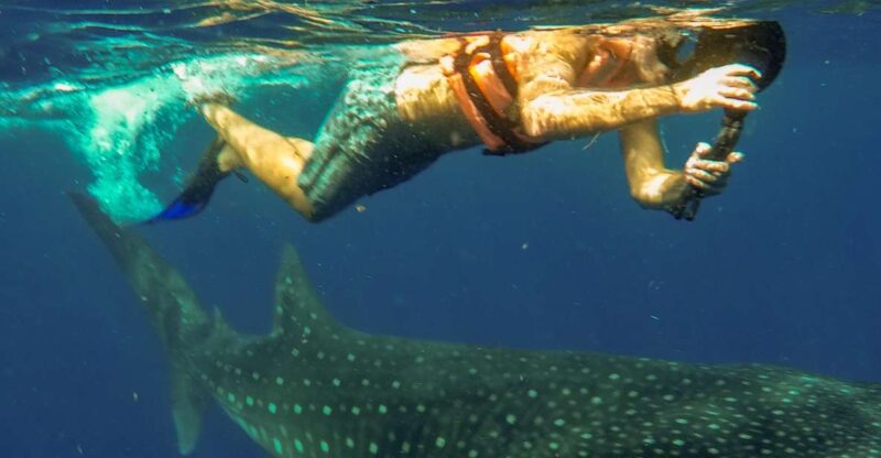 Isla Mujeres: Whale Shark Tour - Itinerary Details