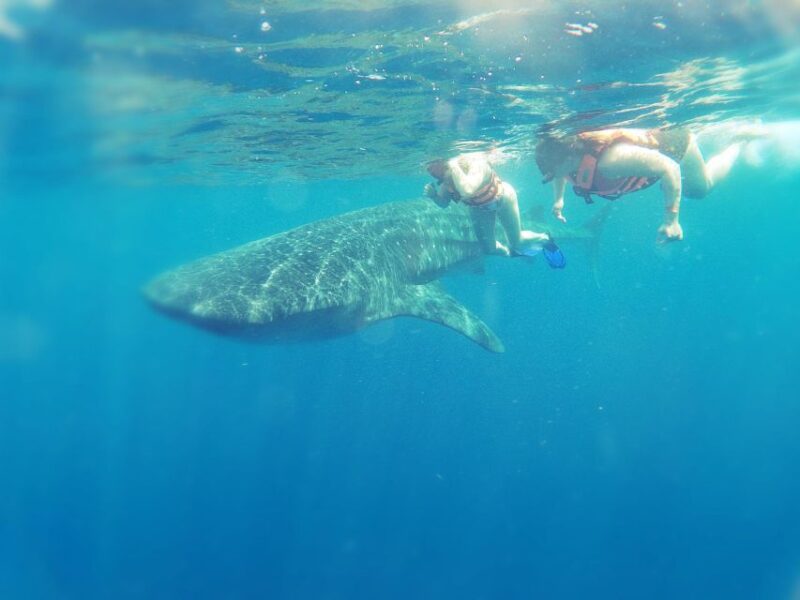 Isla Mujeres: Whale Shark Tour - Transportation and Pickup