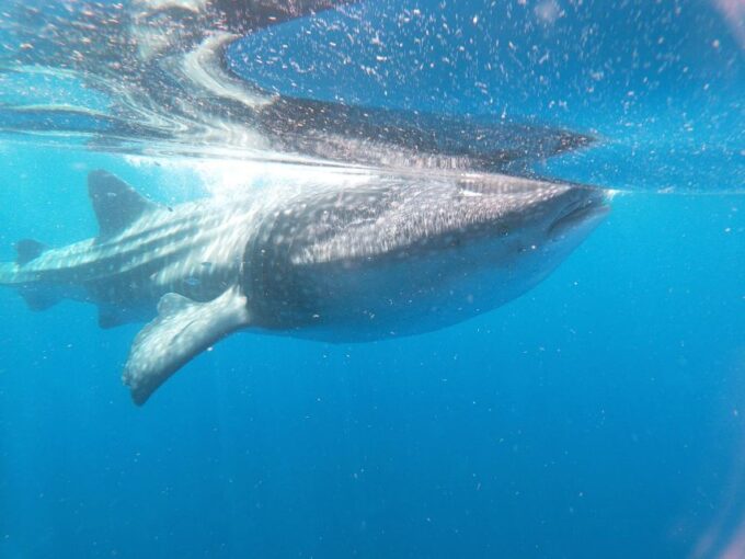 Isla Mujeres: Whale Shark Tour - Frequently Asked Questions