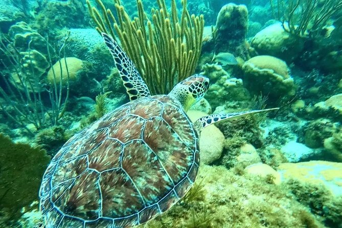 Islamorada: 2-Hour Snorkeling Adventure on Pontoon - Accessibility and Age Restrictions