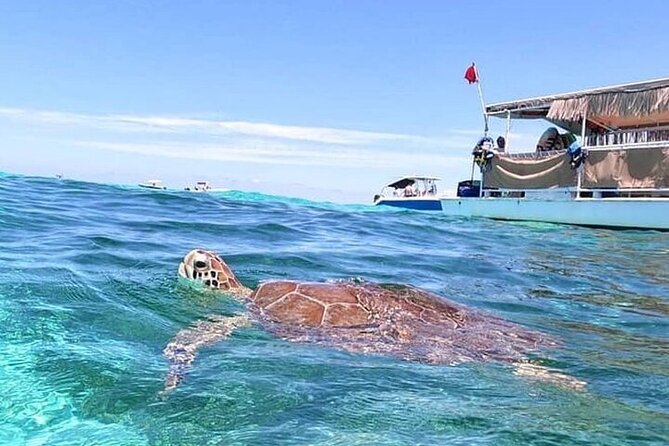 Islamorada: Snorkel Adventure & Sandbar Trip - Participant Reviews