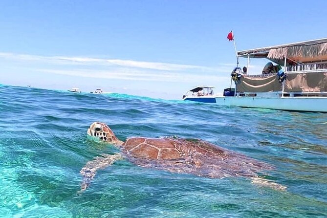 Islamorada: Snorkeling Experience - Feedback From Previous Participants
