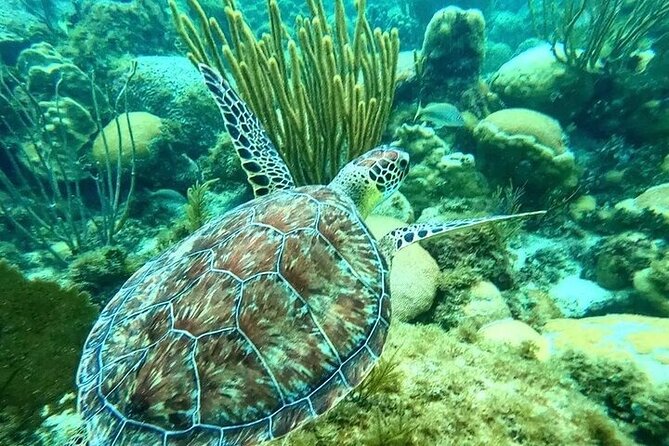 Islamorada: Whale Harbor Sandbar - Preparing for the Tour