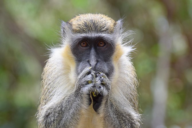 Island Adventure Harrisons Cave & Monkey Feeding Group Tour or Private Tour - Tour Overview