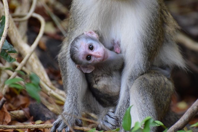 Island Adventure Harrisons Cave & Monkey Feeding Group Tour or Private Tour - Wildlife Reserve and Monkey Feeding