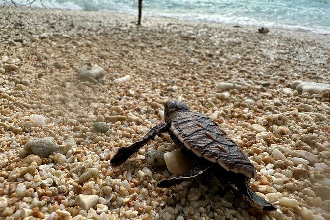 Island Day Tour Santo's Best Snorkeling Marine Sanctuary - Who Should Consider This Tour?