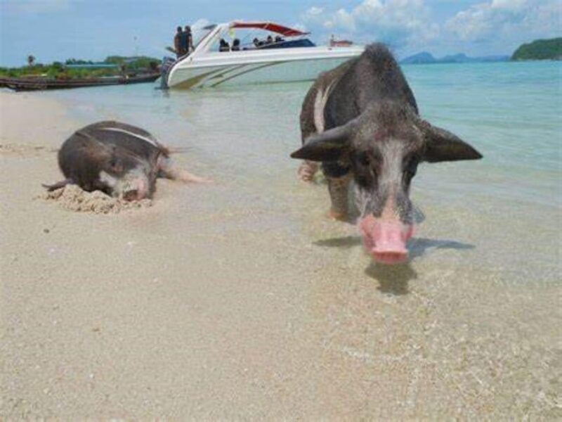 Island Escape: Excursion to Pig Island From Samui - Highlights of the Adventure
