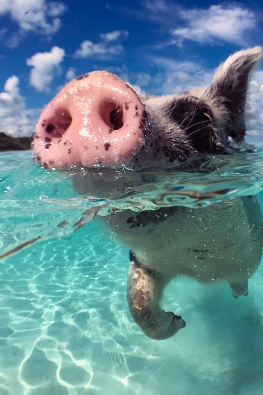 Island Escape: Excursion to Pig Island From Samui - Visitor Reviews and Ratings