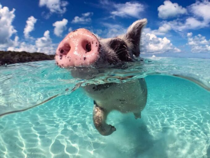Island Escape: Excursion to Pig Island From Samui - Getting to Pig Island