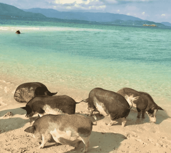 Island Escape: Excursion to Pig Island From Samui - Frequently Asked Questions