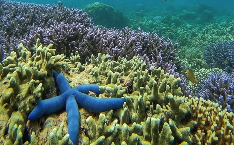 Island Hopping Gili Asahan, Gede, Rengit, Layar & Goleng - Gili Rengit Highlights
