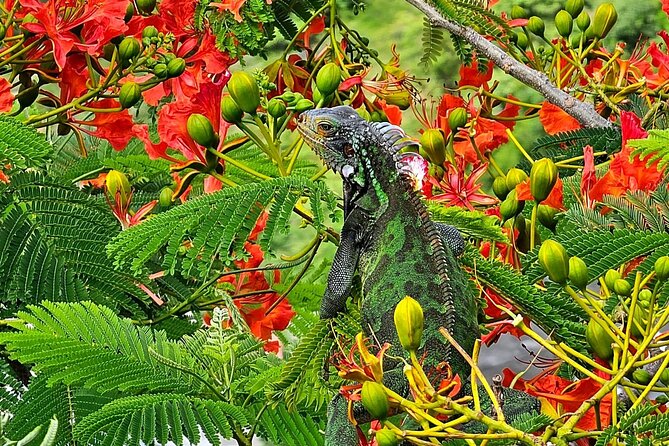 Island Life Jeep Tours - Your Day Your Way Private Excursion! - Customizable Excursions