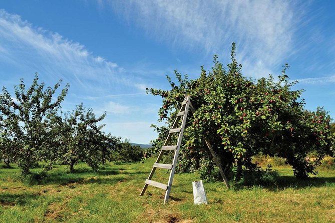 Island of Orleans Taste and Drink Tour - Cidrerie Verger Bilodeau: Cider House