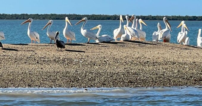 Island Paradise: Dolphin, Shelling, Birding Eco Boat Tour - Discovering Barrier Island Beaches