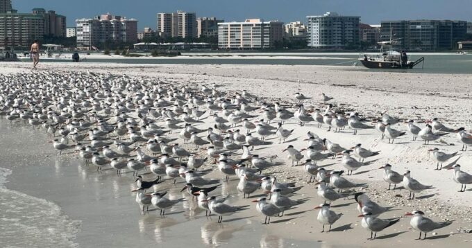 Island Paradise: Dolphin, Shelling, Birding Eco Boat Tour - Frequently Asked Questions