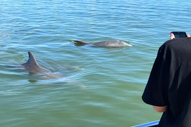 Island Paradise: Dolphin, Shelling, Birding Eco Boat Tour - Abundant Wildlife