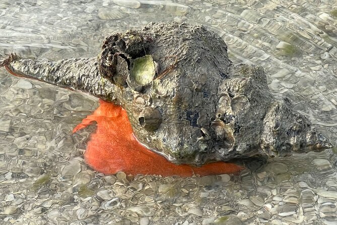 Island Paradise: Dolphin, Shelling, Birding Eco Boat Tour - Booking and Cancellation