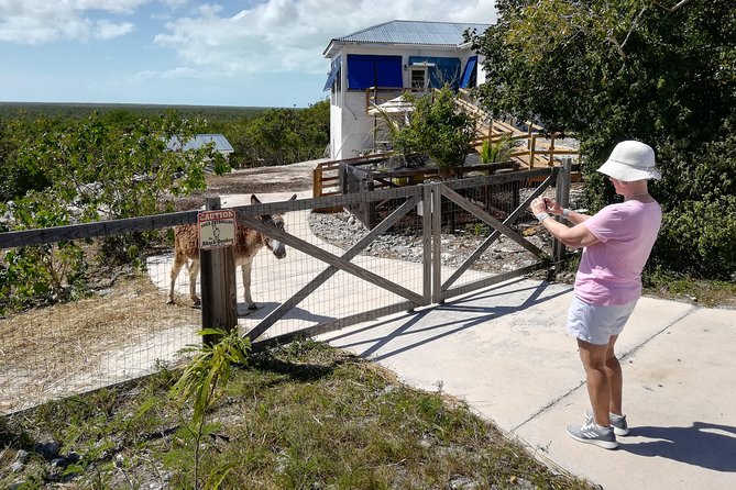 Island Tour of North and Middle Caicos W / Lunch & Drinks Included - Accessibility and Transportation
