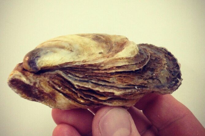 Island Tour with Oyster Tasting & Merroir Experience P.E.I. - An In-Depth Look at the Oyster Tour Experience