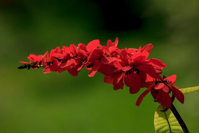 Island Tours of Tobago - Knowledgeable Guides