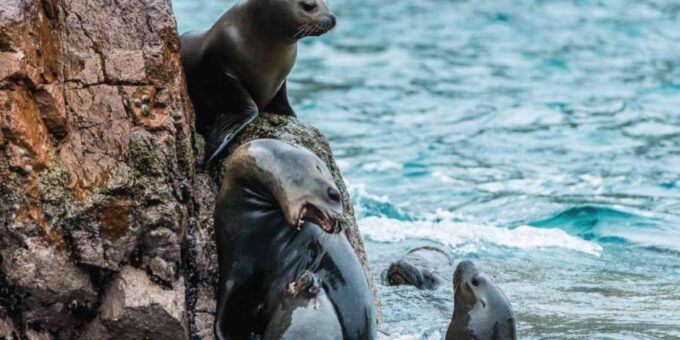 Islas Ballestas Boat Tour - The Galapagos of Peru - Customer Feedback and Ratings