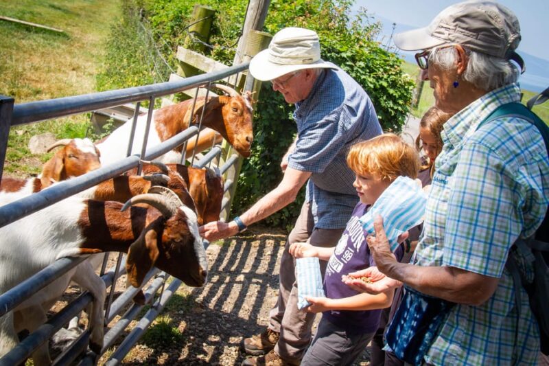 Isle of Arran: Exclusive Private Farm Tour With the Farmer - Interacting With Farm Animals