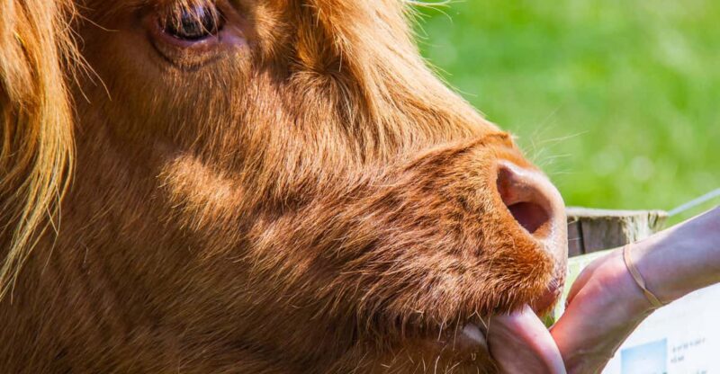 Isle of Arran: Self Guided Farm Experience - Key Points
