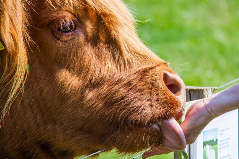Isle of Arran: Self Guided Farm Experience - Sustainability and Recognition