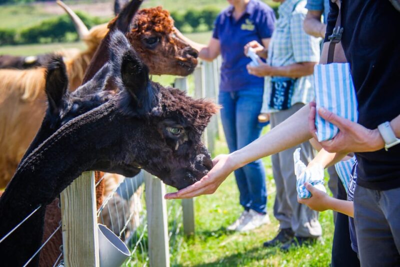 Isle of Arran: Self Guided Farm Experience - Visitor Information