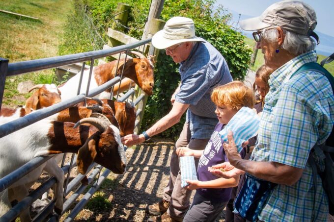 Isle of Arran: Self Guided Farm Experience - What to Expect at Bellevue Farm