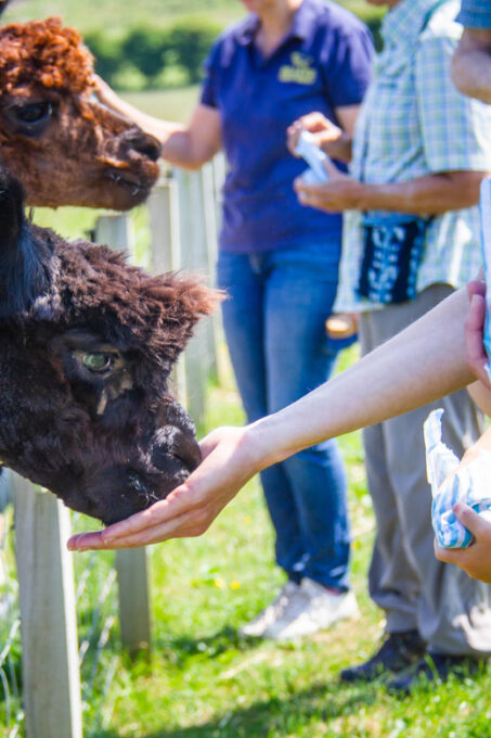 Isle of Arran: Self Guided Farm Experience - Planning Your Visit