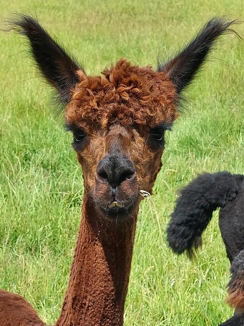 Isle of Arran: Self Guided Farm Experience - Frequently Asked Questions