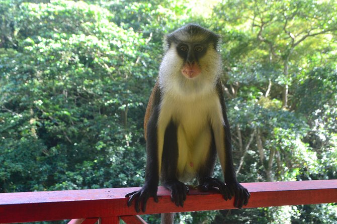 Isle of Spice Adventure Tour - Family-friendly Suitability
