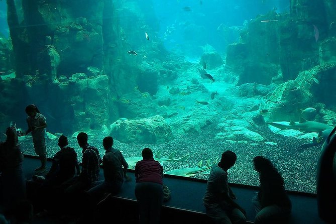 Istanbul Aquarium and Aqua Florya Independent Shopping Trip - Highlights of the Aquarium