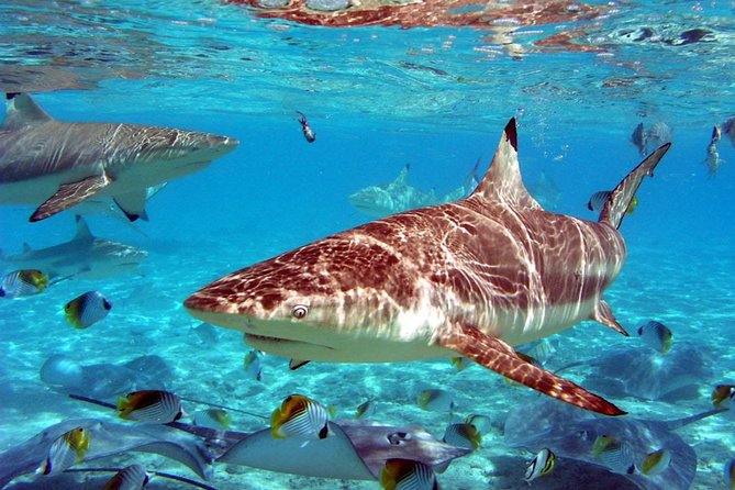 Istanbul Aquarium and Aqua Florya Independent Shopping Trip - Tips for a Successful Visit