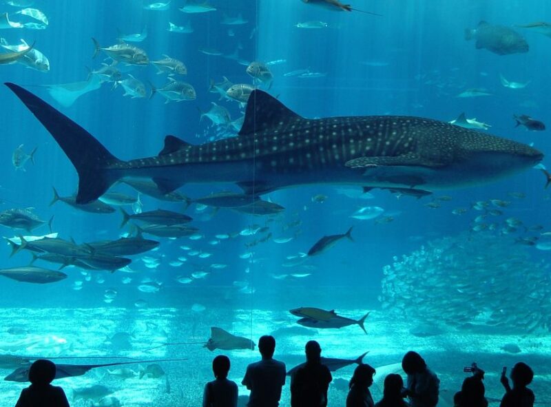 Istanbul Aquarium and Aqua Florya Shopping Mall Tour - Pricing Details