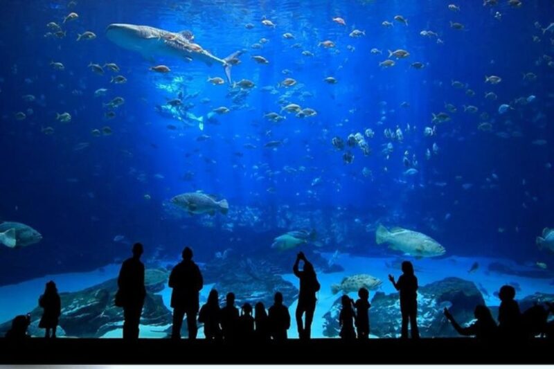 Istanbul Aquarium and Aqua Florya Shopping Mall Tour - Additional Attractions